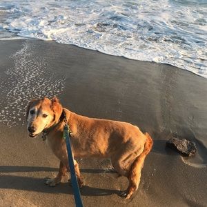 Meet your Posher, Lanie